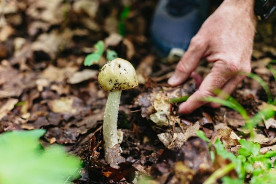 Budapest: Buda Hills Guided Hiking Tour with Optional Lunch - Meet Laszlo on the trail: plants, birds, fungi, and WWII clues