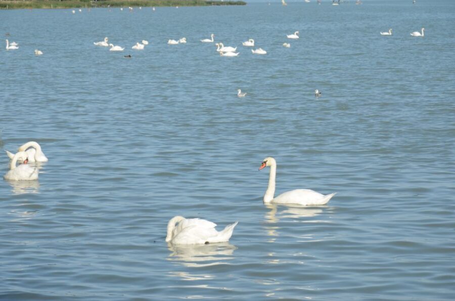 Budapest: Lake Balaton and Herend Full-Day Private Tour - Who this Lake Balaton and Herend private tour is for