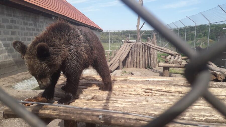 Budapest: Transport & Guided Tour of Bear and Wolf Sanctuary - Batthyány tér start: Danube views and an easy meeting point