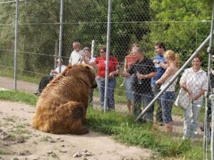 Budapest: Transport & Guided Tour of Bear and Wolf Sanctuary - The van ride to Veresegyház: rural Budapest before the animals