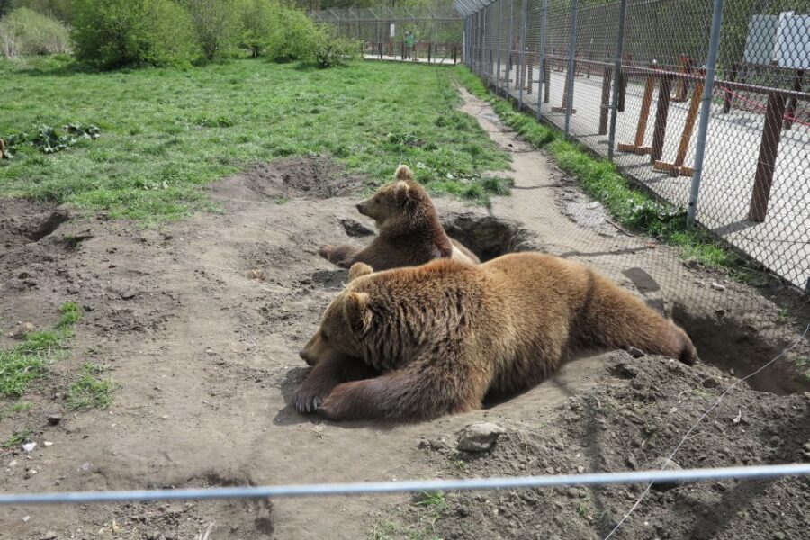 Budapest: Transport & Guided Tour of Bear and Wolf Sanctuary - Sanctuary arrival: what that fence really means