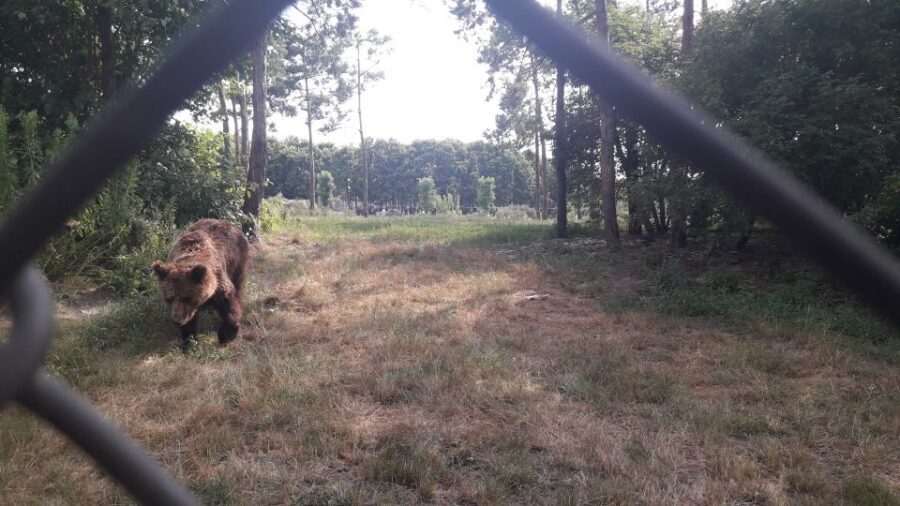 Budapest: Transport & Guided Tour of Bear and Wolf Sanctuary - Brown bears up close: fruit feeding and bear basics
