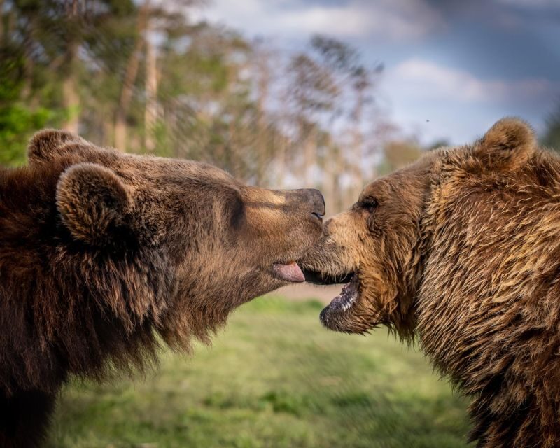 Budapest: Transport & Guided Tour of Bear and Wolf Sanctuary - Wolves and more: watching behavior, not just faces