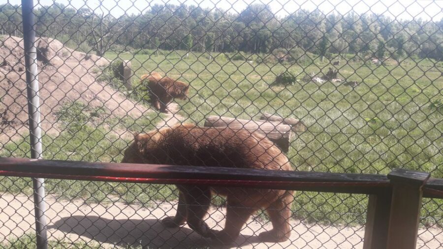 Budapest: Transport & Guided Tour of Bear and Wolf Sanctuary - The 1.4 km loop: how to use your two hours