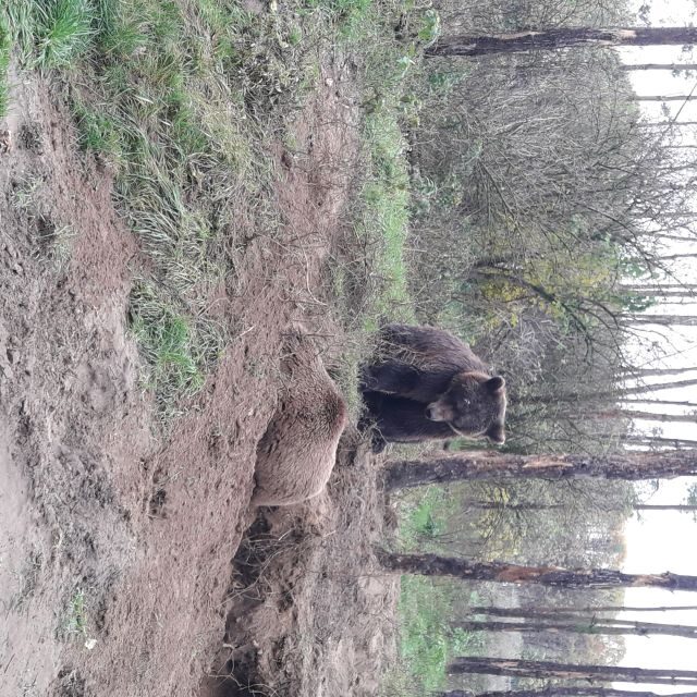 Budapest: Transport & Guided Tour of Bear and Wolf Sanctuary - What you learn on the road: guide facts beyond animals