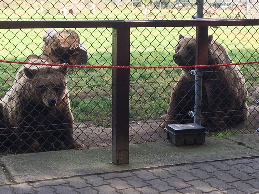 Budapest: Transport & Guided Tour of Bear and Wolf Sanctuary - Price and logistics: does $93 feel fair for 4 hours?