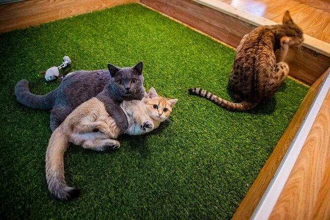 Cat Museum Budapest Entry Ticket - Quick highlights before you go