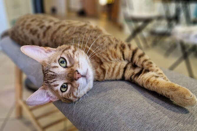 Cat Museum Budapest Entry Ticket - Coffee, cat food, and the small comforts that make it feel cozy