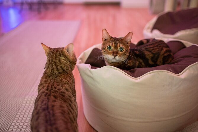 Cat Museum Budapest Entry Ticket - Stop 1 downstairs: Cats in the World and the art you actually notice