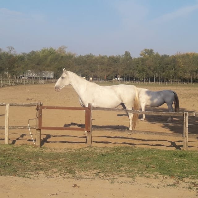 Countryside ranch, horse show & lunch - Price and value: what you’re really paying for