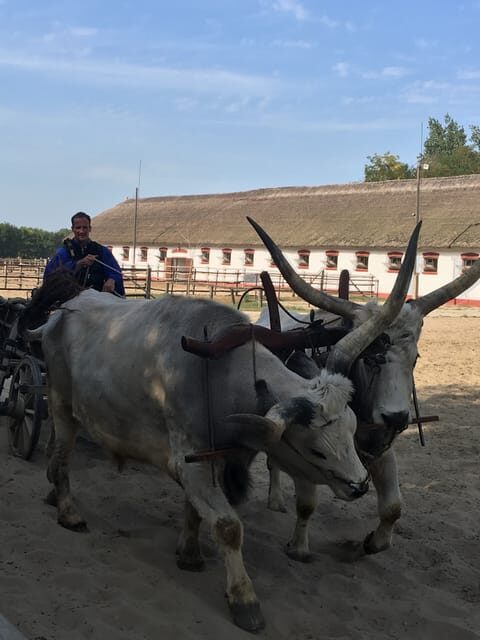Countryside ranch, horse show & lunch - From Budapest to the Southern Great Plain in about an hour