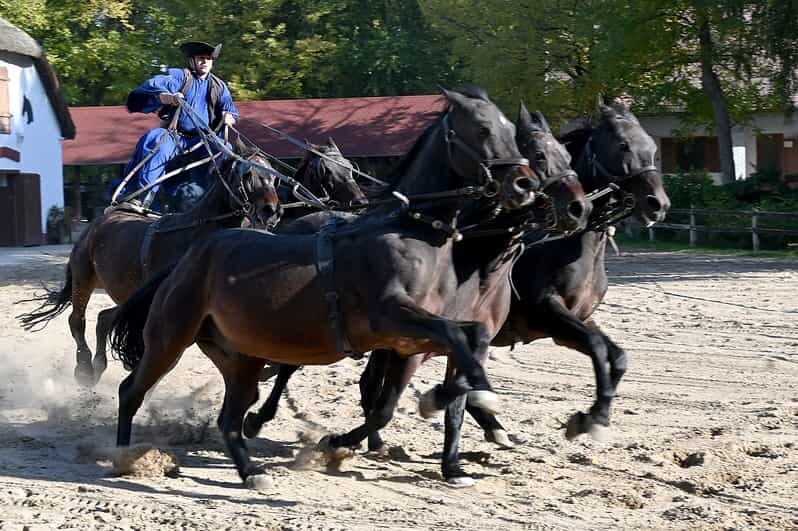 Countryside ranch, horse show & lunch - Horse show: skills, rhythm, and real cowboy energy