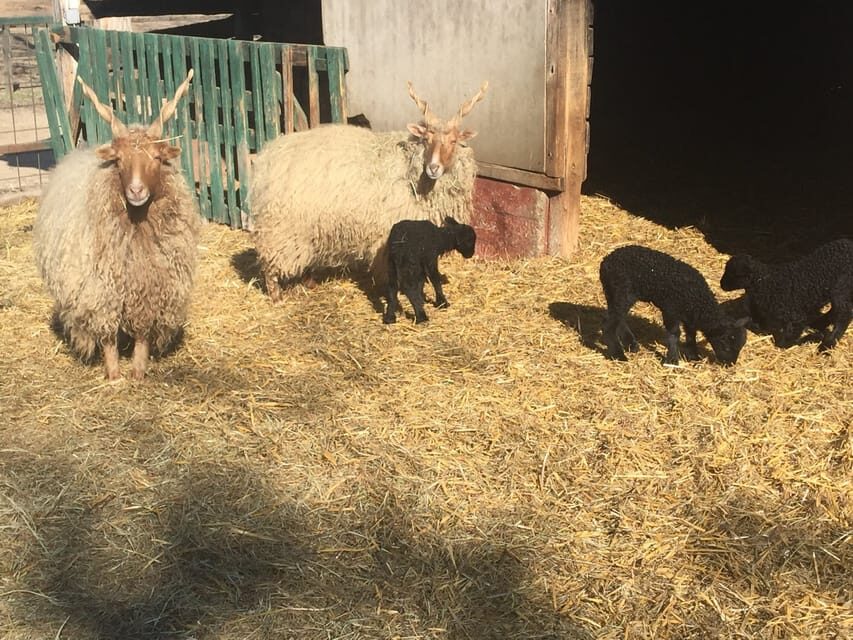 Countryside ranch, horse show & lunch - Grey cattle, Racka sheep, and animals tied to Hungary