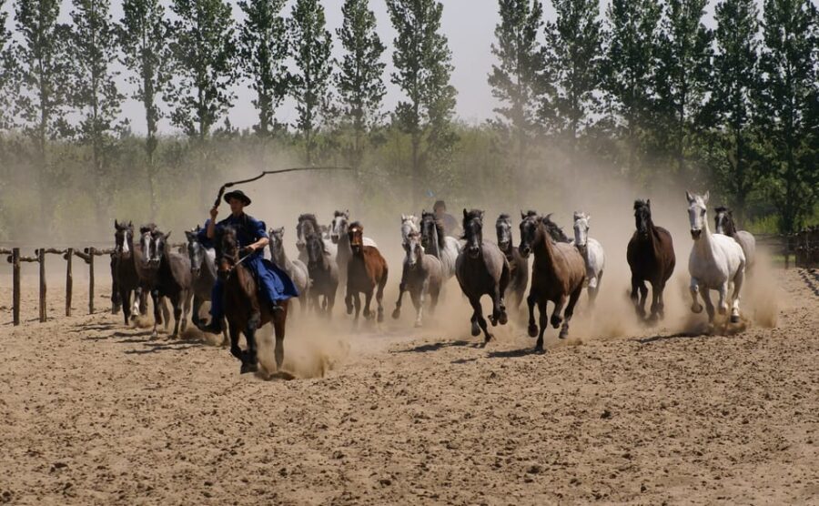Countryside ranch, horse show & lunch - Lunch on the puszta: goulash, strudel, and palinka