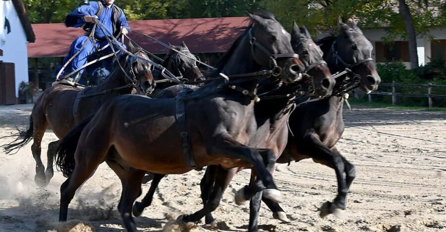 Countryside ranch, horse show & lunch - The ranch arrival: where the working day starts