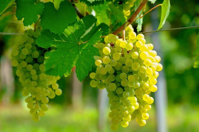 Etyek Private Half-Day Wine Tasting Tour from Budapest - Getting There in Comfort: Private, Air-Conditioned Transport and Real Door-to-Door Service