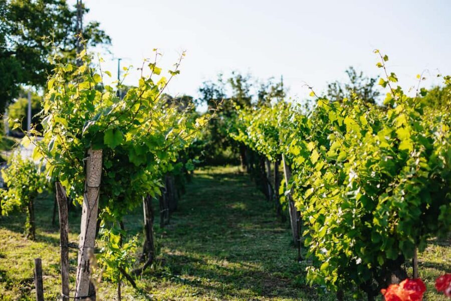 From Budapest: Etyek Wine Tasting Tour with 3-Course Meal - Timing, Weather, and Small Comfort Tips