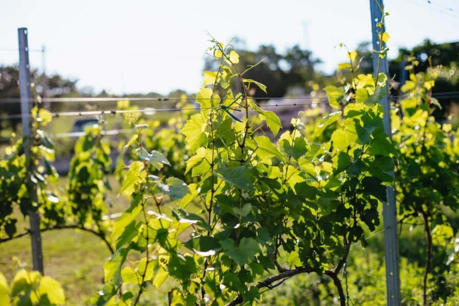 From Budapest: Etyek Wine Tasting Tour with 3-Course Meal - Winery Stop 2 (and Possibly a Third): How Winemakers Explain the Craft