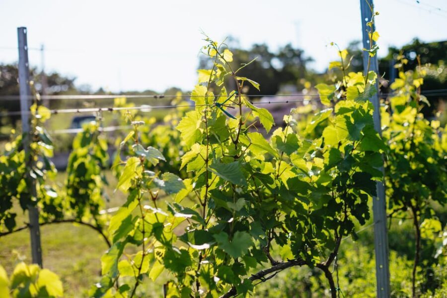 From Budapest: Etyek Wine Tasting Tour with 3-Course Meal - Who This Tour Fits Best (and Who Might Want Something Else)