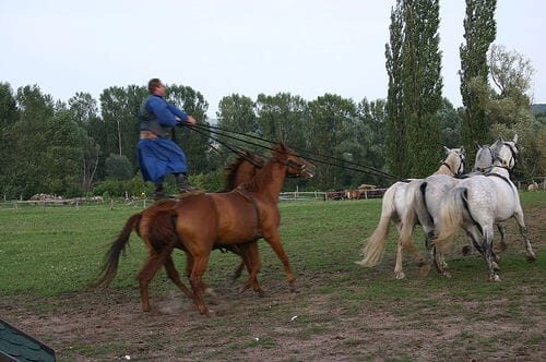 From Budapest: Puszta Horse Show and Countryside Visit - Key highlights you’ll remember from this tour