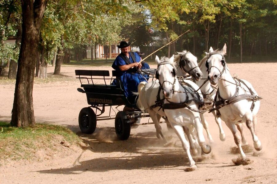 From Budapest: Puszta Horse Show and Countryside Visit - The horse show itself: what to expect and how to read the moment