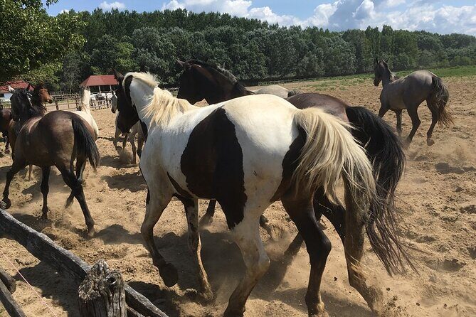 Horseshow on the Hungarian Puszta, private tour from Budapest with entry! - How to watch the performance like it actually matters