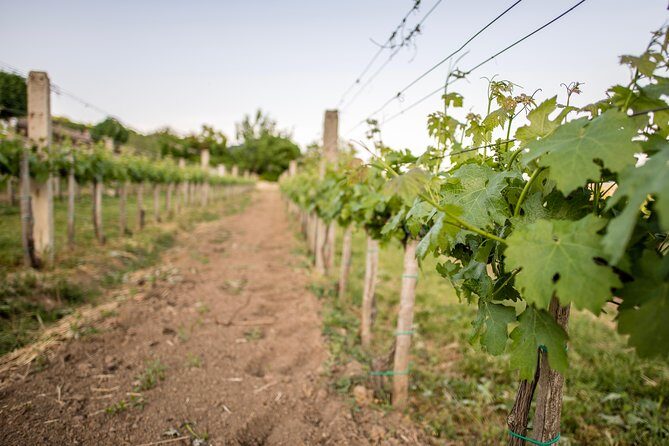 Lake Balaton Full Day Private Wine Tour - Comfort, Pacing, and Practical Tips for a Wine Day That Actually Feels Fun