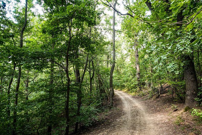 Panoramic hike around Budapest - Hárs-Hegy forest tracks: where the city fades out