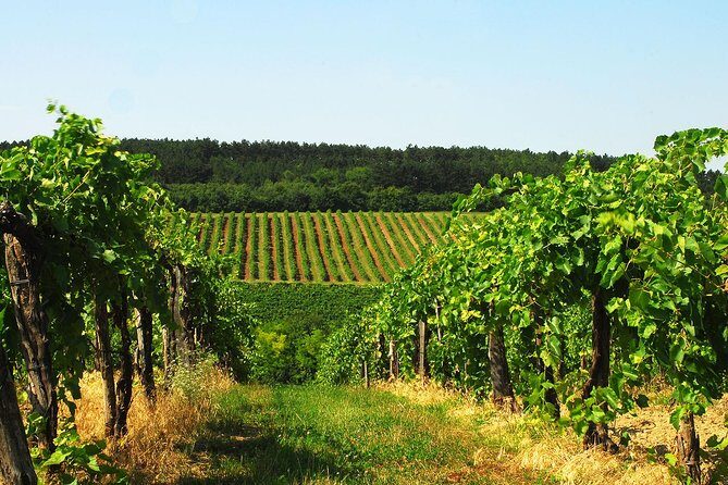 Private Lake Balaton Experience with an unforgettable Wine Tasting - A private Lake Balaton day that beats the train grind