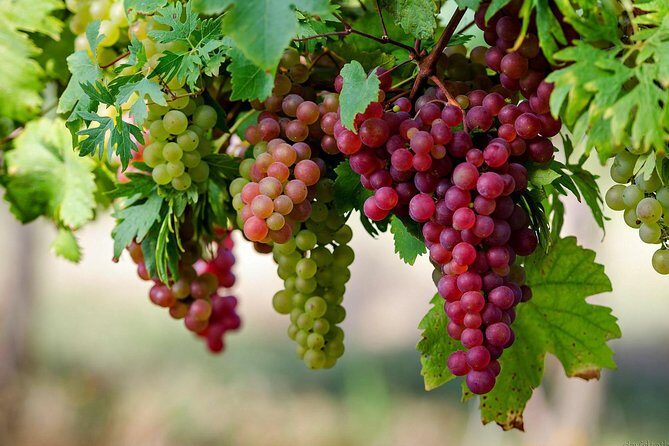 Private Lake Balaton Experience with an unforgettable Wine Tasting - Wine tasting in Balatonfüred: 7 to 9 wines and real pacing