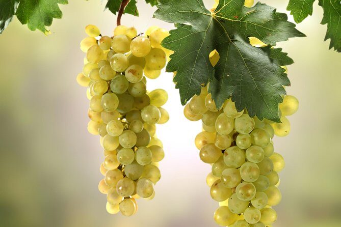 Private Lake Balaton Experience with an unforgettable Wine Tasting - Getting from Budapest and keeping the day comfortable
