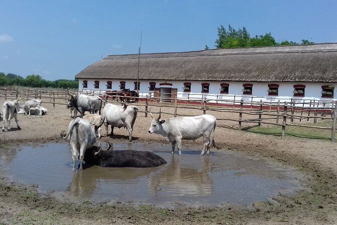 The "Puszta" Horse Show - Price and value: what $134.63 really buys
